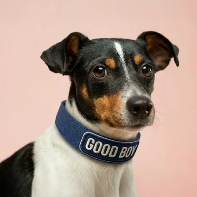 Pet Harness - Webcam Covers Now