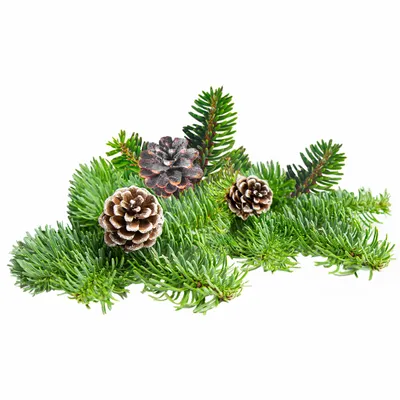 Pine - Webcam Covers Now