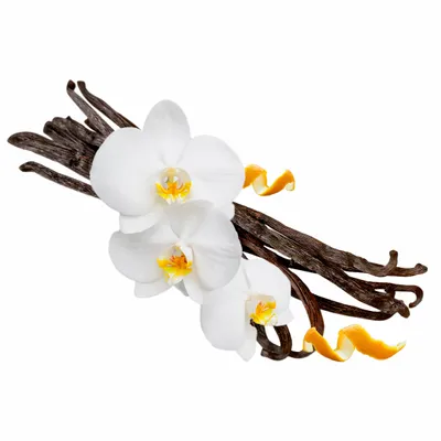 Vanilla - Webcam Covers Now