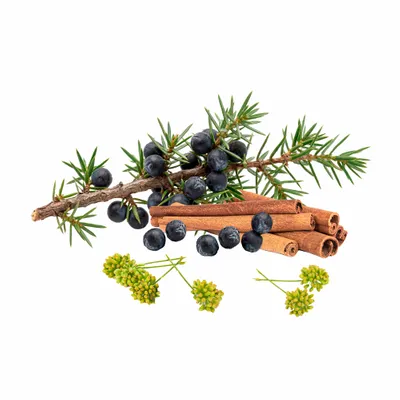 Juniper Berry - Webcam Covers Now