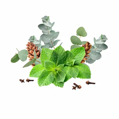 Eucalyptus & Mint - Webcam Covers Now